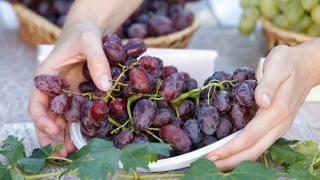 В Георгиевском районе спустя 30 лет вновь началась уборка винограда