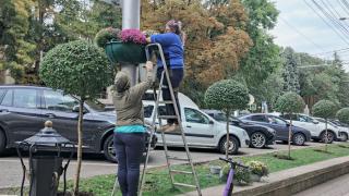 Ставрополь украсят более 600 ампельных хризантем