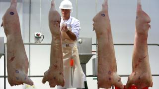 На Ставрополье выросли объемы производства свинины