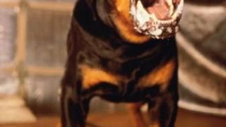 Законопроект о содержании собак агрессивных пород обсудили в Ставрополе