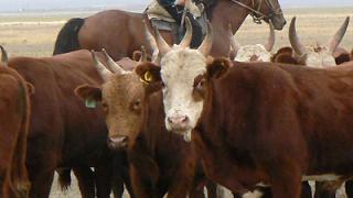 Ставропольские предприятия мясного скотоводства получат субсидии более 20 миллионов рублей