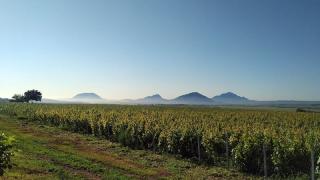 В Минеральных Водах планируют в пять раз увеличить валовой сбор винограда