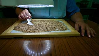 Новые уникальные сорта пшеницы, ячменя и гороха представили ставропольские селекционеры