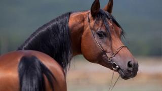 Табун из 47 лошадей угнали у жителя Ставропольского края