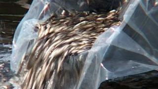 На Ставрополье растет объем промышленного лова рыбы