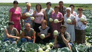 Как трудятся огородники колхоза «Маныч» села Дивного