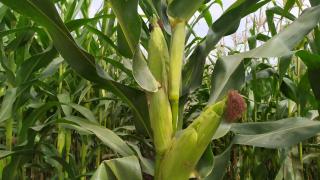 Ставрополье наращивает производство семян кукурузы