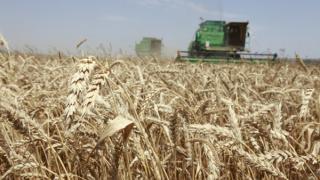 Более 1,5 миллиона тонн зерна собрано на Ставрополье
