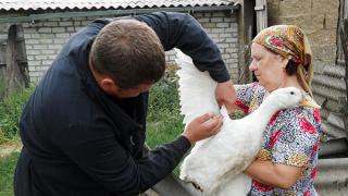 Ставропольские ветеринары провели 1,5 миллиарда вакцинаций животных и птицы