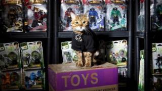 В Британии кошку наняли охранять склад с игрушками