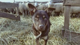 На Ставрополье разводят уникальную породу собак – келпи