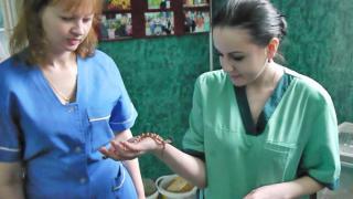 Очень похожую на ядовитую змею обнаружила у себя дома жительница Ставрополя