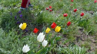 На Ставрополье и в Калмыкии зацвели поля диких тюльпанов