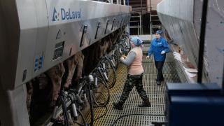 Как на Ставрополье повышают продуктивность молочного скотоводства