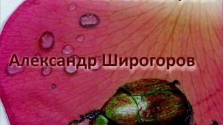Выставка «Живопись на лепестках роз» А. Широгорова открывается в Ставрополе