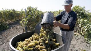 Ставропольские виноградари переходят на механизированный сбор урожая
