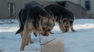 В Ставрополе провели рейд по местам массового скопления собак