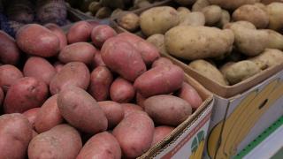 Уборка овощей и картофеля в Ставропольском крае идёт полным ходом