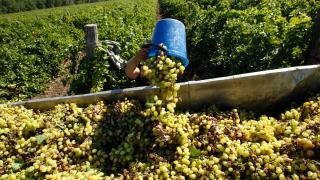 Виноградарство – старейшая отрасль на Ставрополье