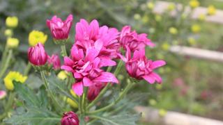 В теплицах Кочубеевского округа Ставрополья ежегодно выращивают свыше 6 миллионов цветов