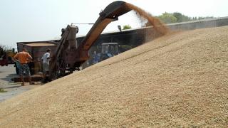 Минсельхоз РФ провел совещание по вопросам о закупочных интервенциях зерна нового урожая