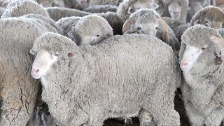 Чабана, похитившего отару овец, будут судить в Курском районе