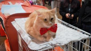 Музыкального кота из программы «Видели видео» привезли на выставку в Ставрополь