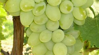 Ставропольскими инновациями в выращивании винограда заинтересовались украинцы