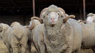 На выставку племенных овец и коз в Михайловск начали завозить животных