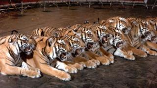 Гастроли цирка «Суматранские тигры» начались в Ставрополе