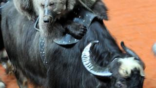 Гималайские мишки на австралийских буйволах порадуют зрителей в Ставропольском цирке