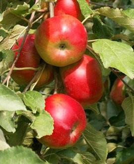 Как спасти яблони и груши