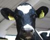 Молочное животноводство края нуждается в специалистах