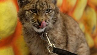 Ставропольский зоопарк получил рысь взамен львенка