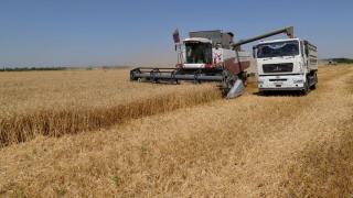 6,5 млн тонн зерна собрано с 82% площадей на Ставрополье