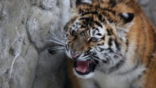 Уссурийская тигрица Вита поселилась в ставропольском зоопарке