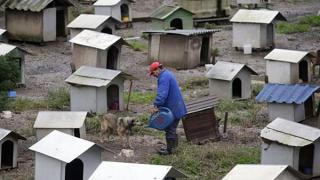 Деревня, в которой живут одни собаки, находится в Бразилии