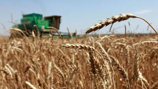 Ставропольский край в тройке лидеров регионов по производству зерновых