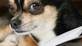 Какие нужны документы для поездки за границу с собакой?