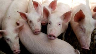 Крупную партию элитных свиней из США завезли в Красногвардейский район
