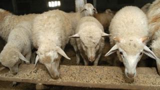 Индийцы намерены приобрести на Ставрополье мериносовых овец