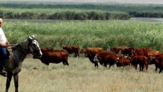 В СПК племзаводе «Дружба» приоритет – мясному скотоводству